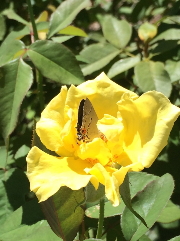 Picture of Grandma's Rose, with a Gray Hairstreak butterfly