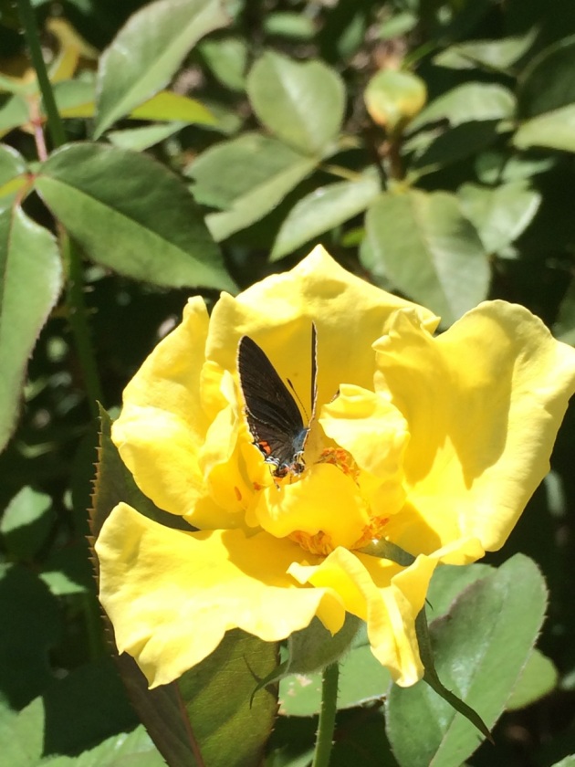 Picture of Grandma's Rose, with a Gray Hairstreak butterfly
