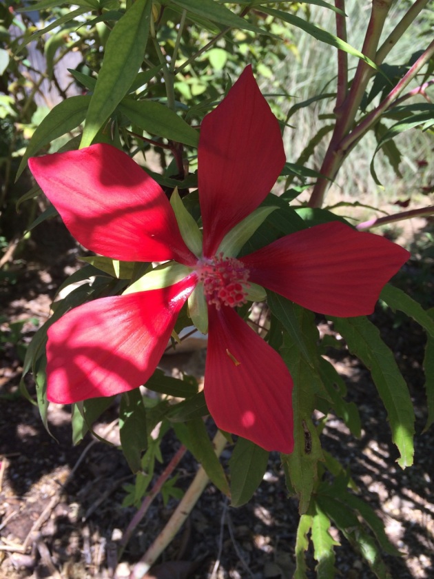 Texas Hibiscus, blooming
