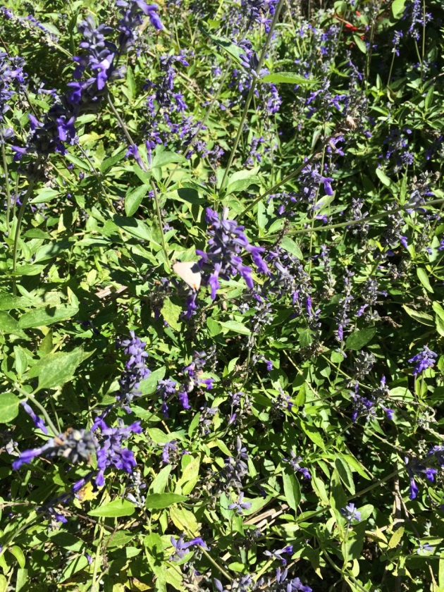 Salvia in bloom, abuzz with bees